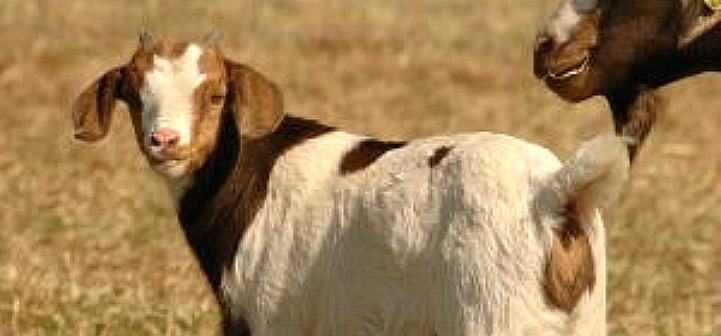 Goat Reproduction Parturition/Kidding – Goats
